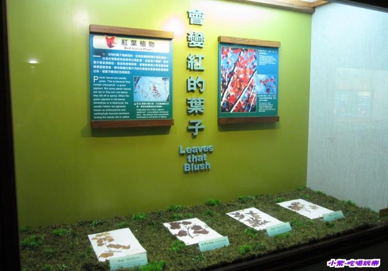 集集特有生物研究中心 (60).jpg 集集特有生物研究中心 (60).jpg