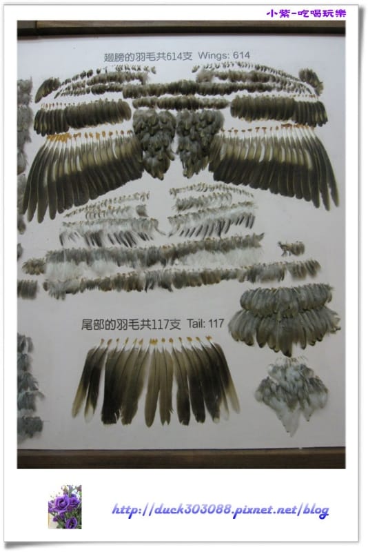 集集特有生物研究中心 (76).jpg 集集特有生物研究中心 (76).jpg