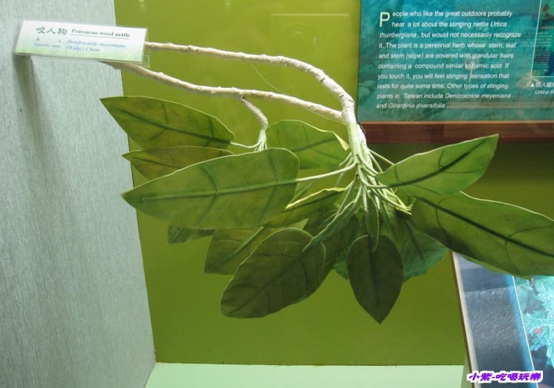 集集特有生物研究中心 (59).jpg 集集特有生物研究中心 (59).jpg