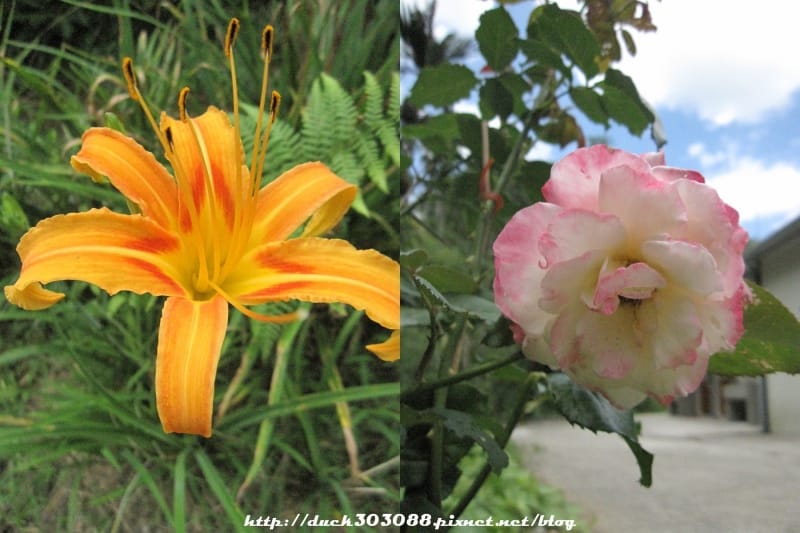 花兒.jpg 花兒.jpg