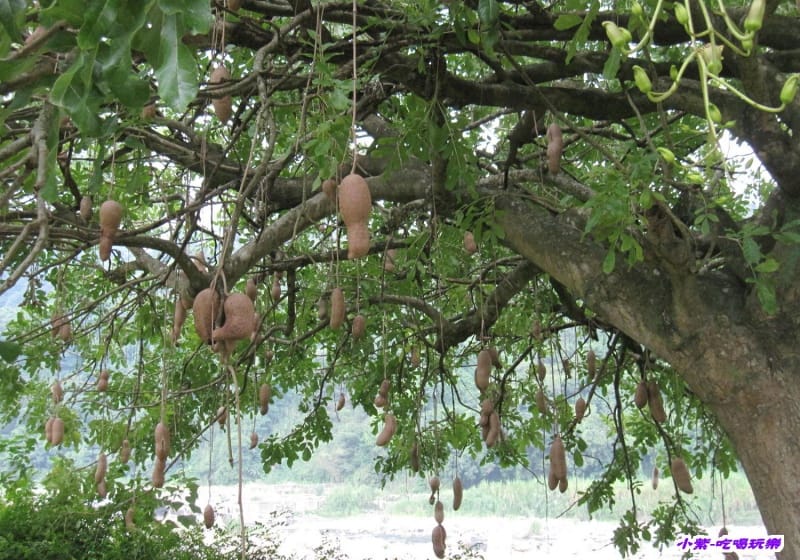 臘腸樹.jpg