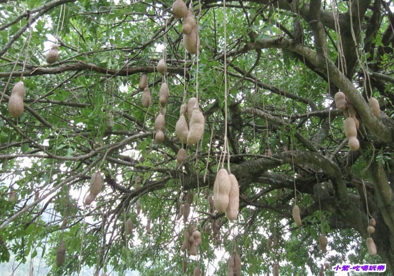 臘腸樹 (3).jpg