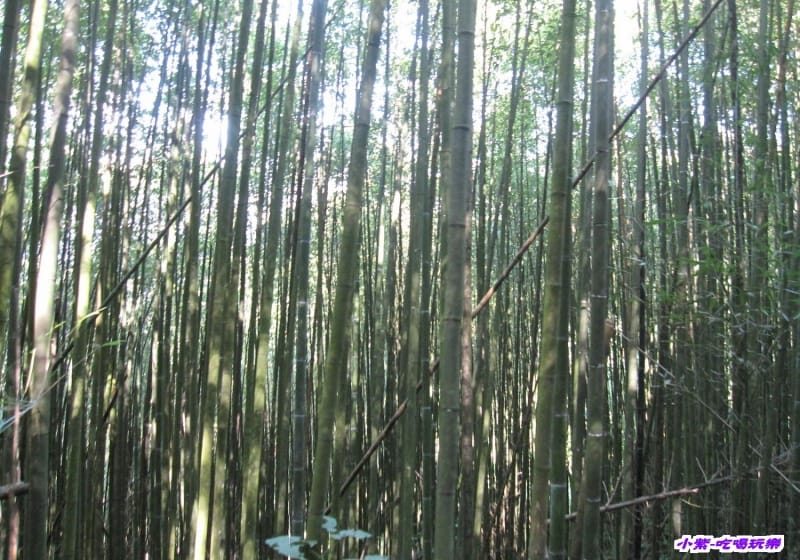 往梅后蔓瀑布步下坡步道 (4).jpg 往梅后蔓瀑布步下坡步道 (4).jpg