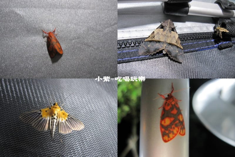昆蟲1.jpg