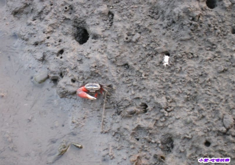 高美溼地 (121).jpg 高美溼地 (121).jpg