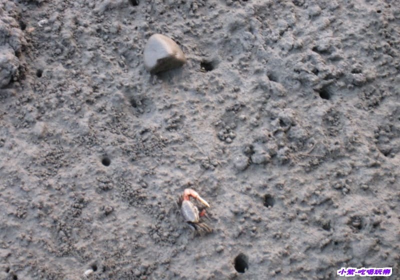 高美溼地 (120).jpg 高美溼地 (120).jpg