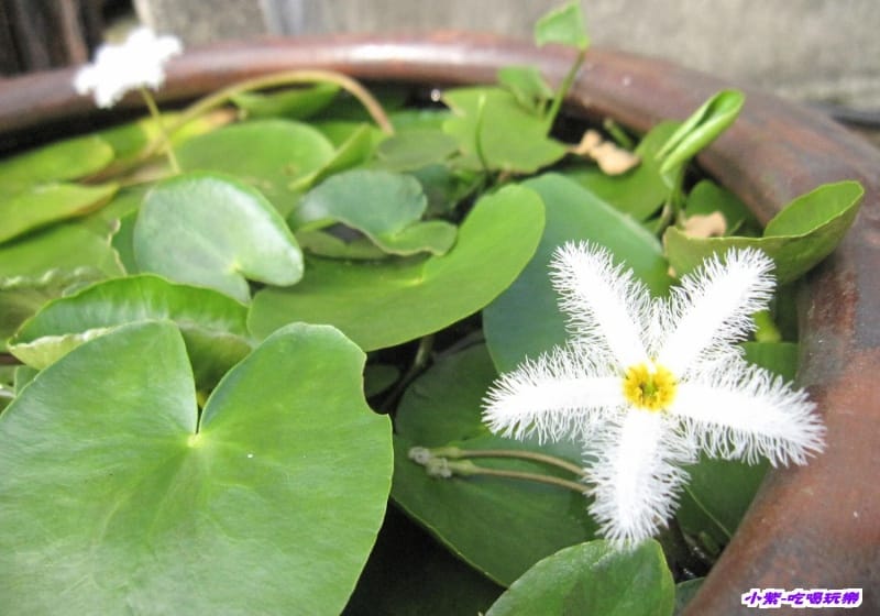 水蓮菜 (2).jpg