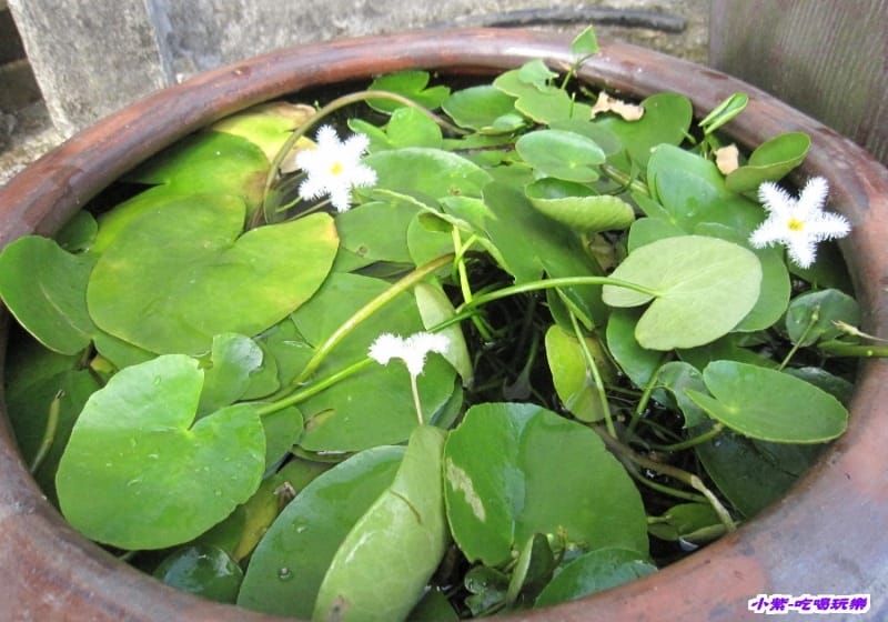 水蓮菜.jpg