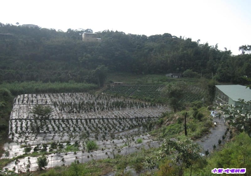 對面山頭 (1).jpg