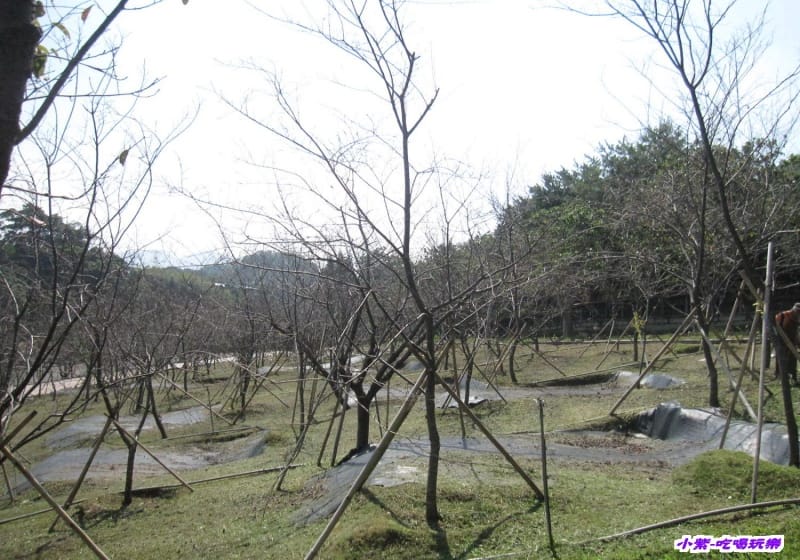 櫻花區.jpg