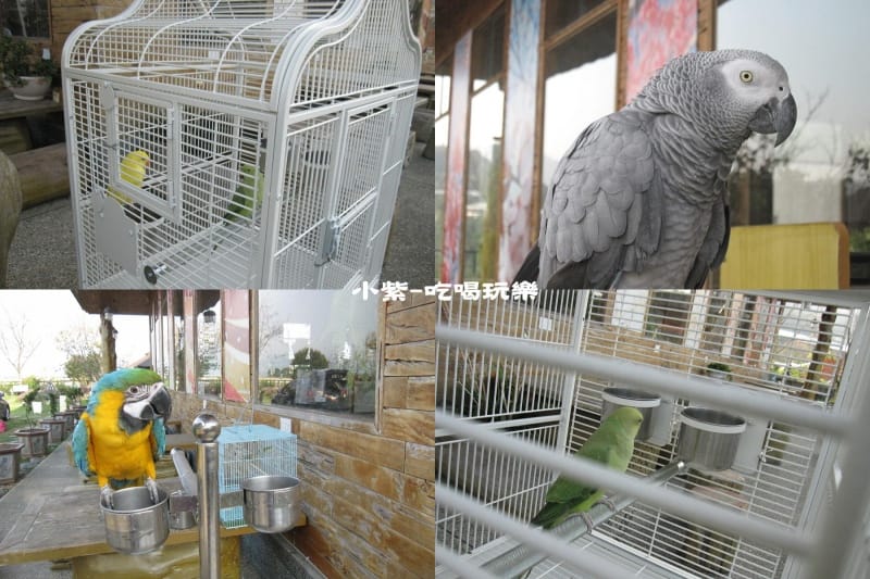 鳥.jpg