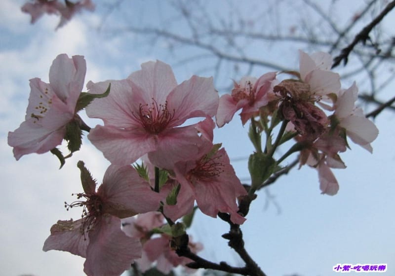 櫻花.jpg