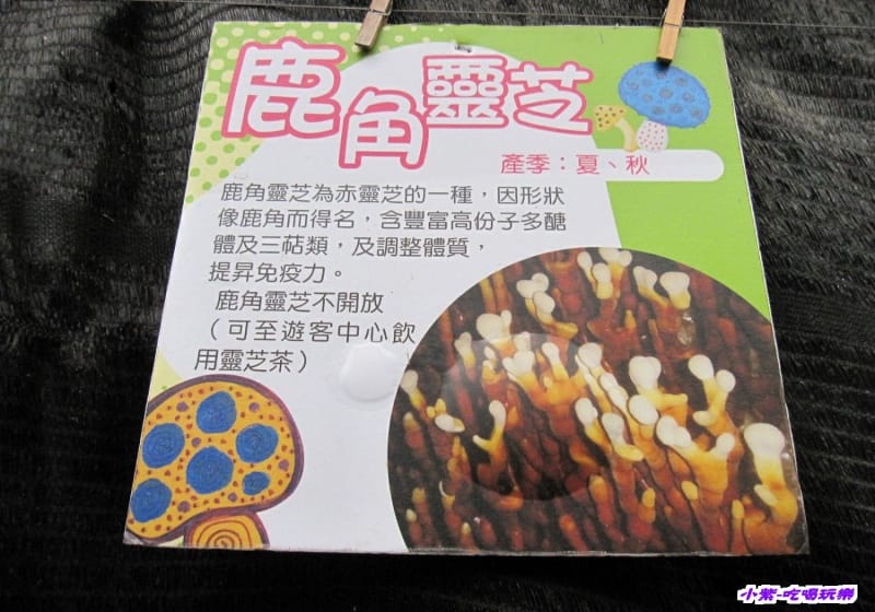 豐年生態農場 (11).jpg