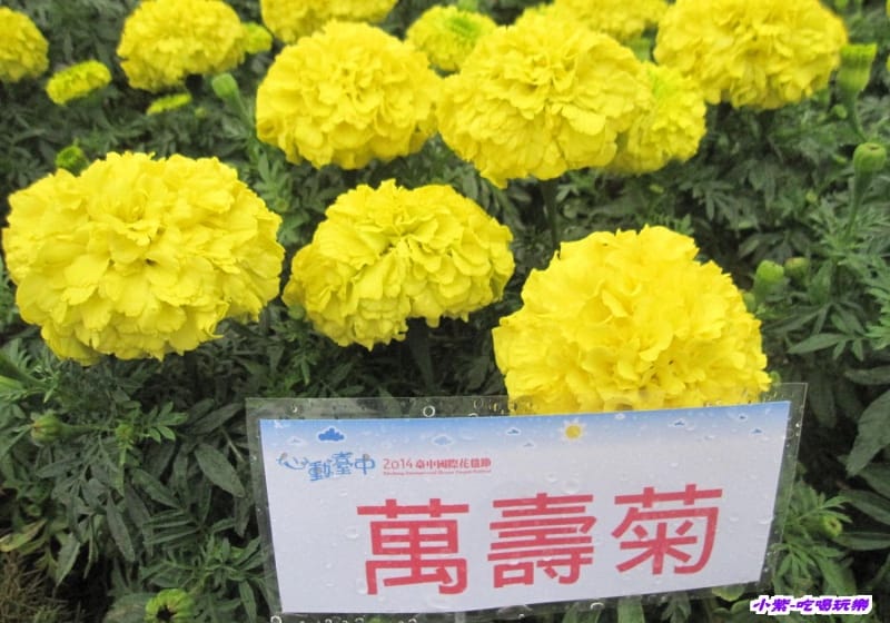 萬壽菊.jpg 萬壽菊.jpg