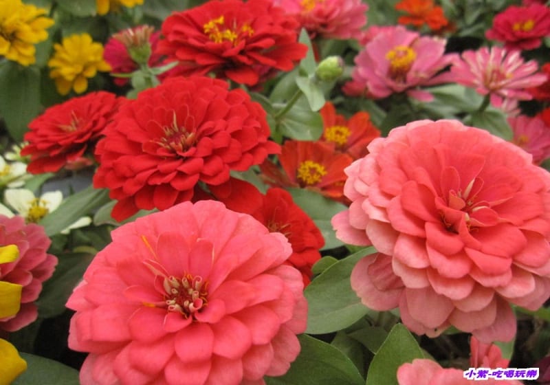 精緻草花區 (3).jpg 精緻草花區 (3).jpg
