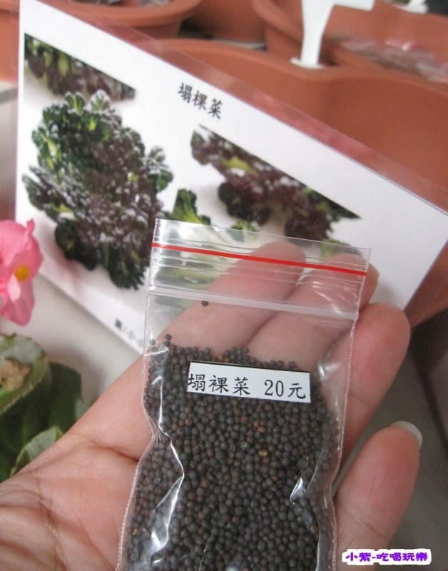 塌棵菜種子.jpg 塌棵菜種子.jpg
