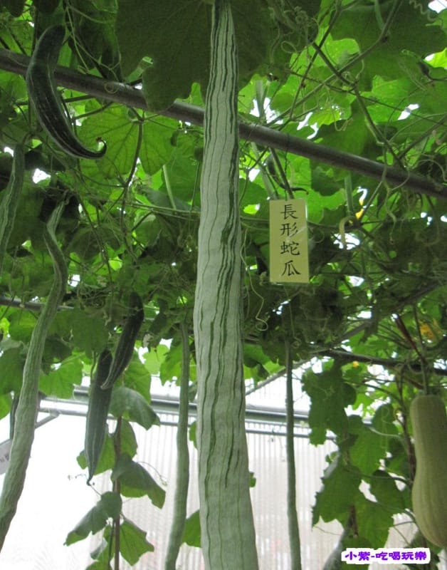 農情萬種-蔬果嘉年華館 (26).jpg 農情萬種-蔬果嘉年華館 (26).jpg