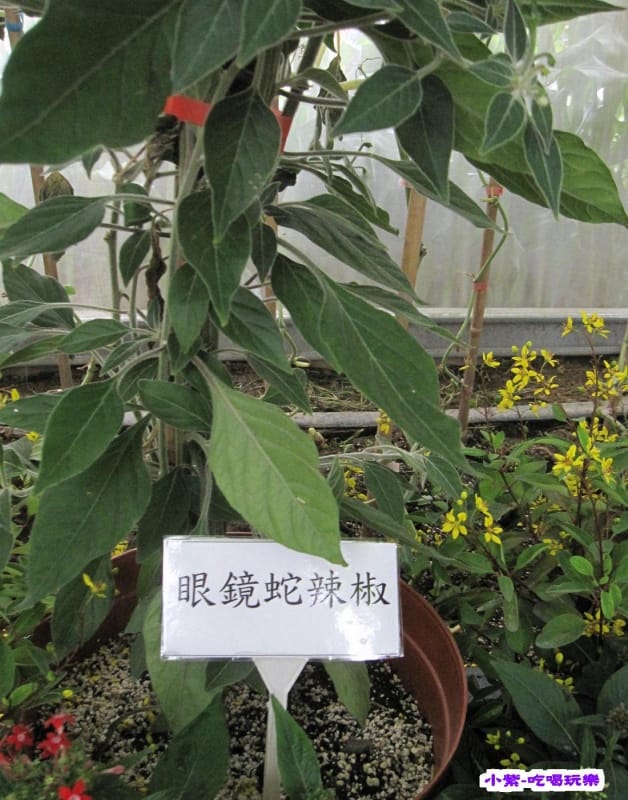 農情萬種-蔬果嘉年華館 (19).jpg 農情萬種-蔬果嘉年華館 (19).jpg