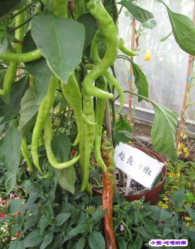農情萬種-蔬果嘉年華館 (16).jpg 農情萬種-蔬果嘉年華館 (16).jpg