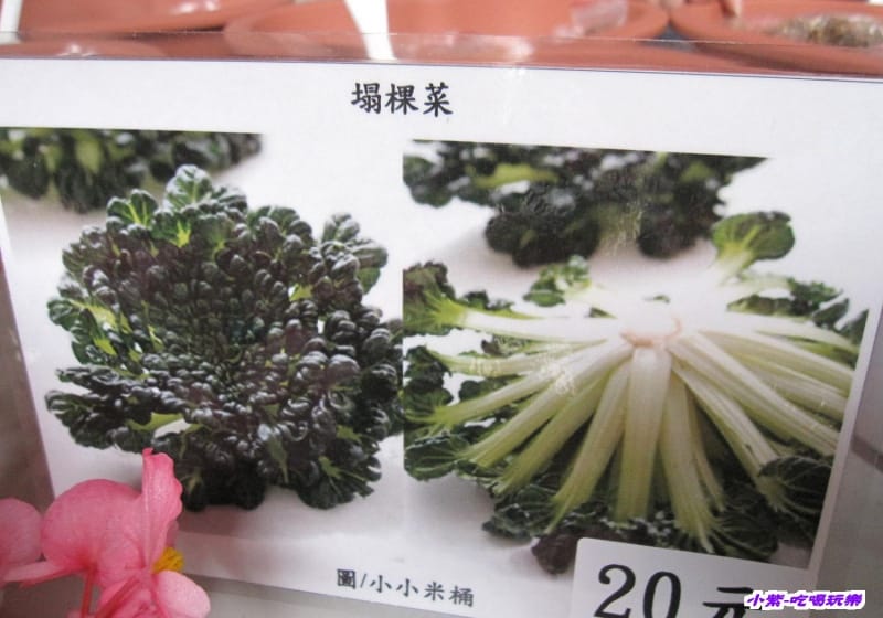 塌棵菜種子 (1).jpg 塌棵菜種子 (1).jpg