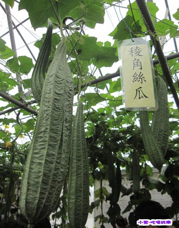 農情萬種-蔬果嘉年華館 (37).jpg 農情萬種-蔬果嘉年華館 (37).jpg