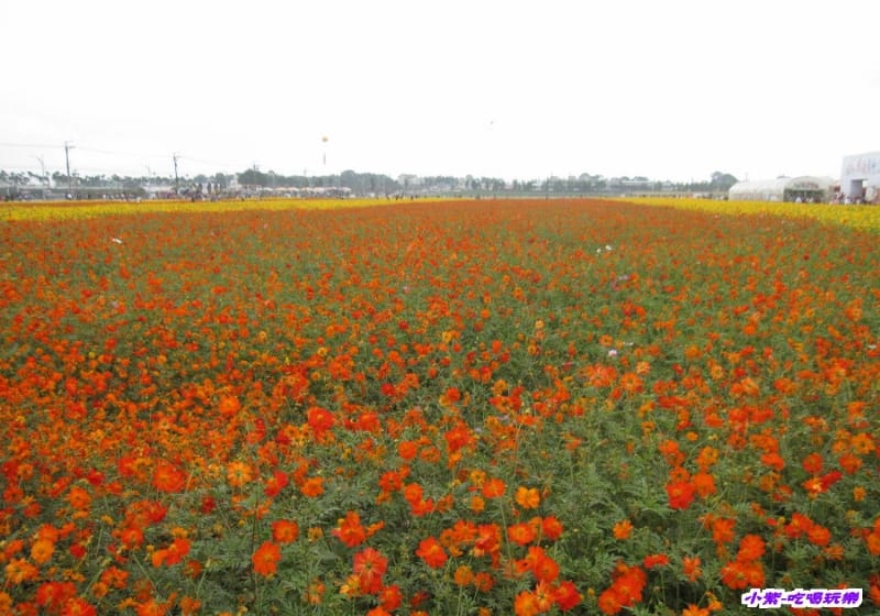 菊波斯菊區 (1).jpg 菊波斯菊區 (1).jpg