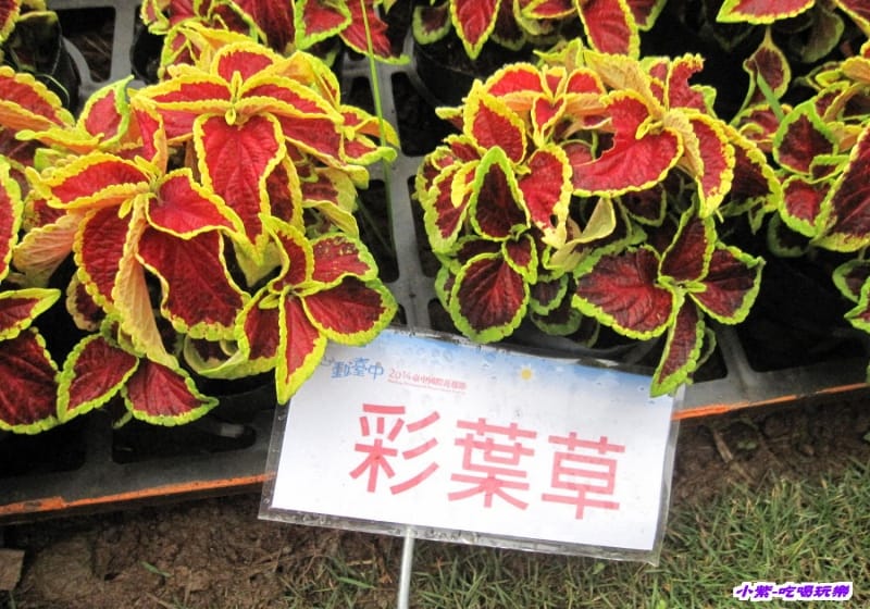臺中國際花毯節 (18).jpg 臺中國際花毯節 (18).jpg