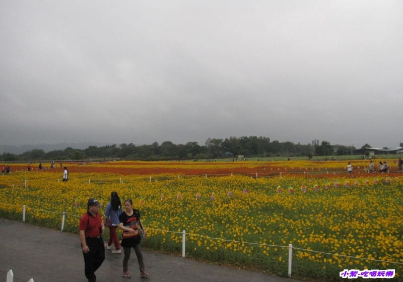 波斯菊區 (1).jpg 波斯菊區 (1).jpg