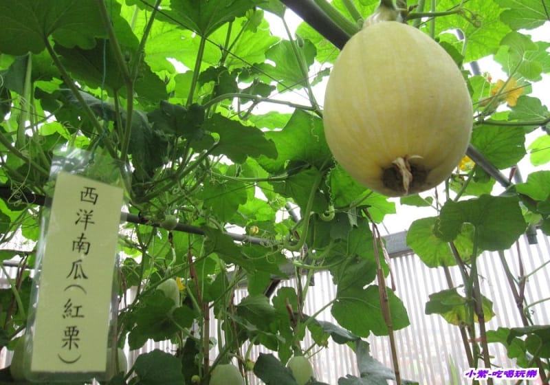 農情萬種-蔬果嘉年華館 (9).jpg 農情萬種-蔬果嘉年華館 (9).jpg