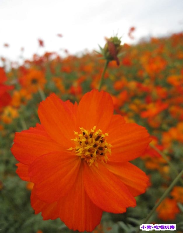 菊波斯菊區.jpg 菊波斯菊區.jpg