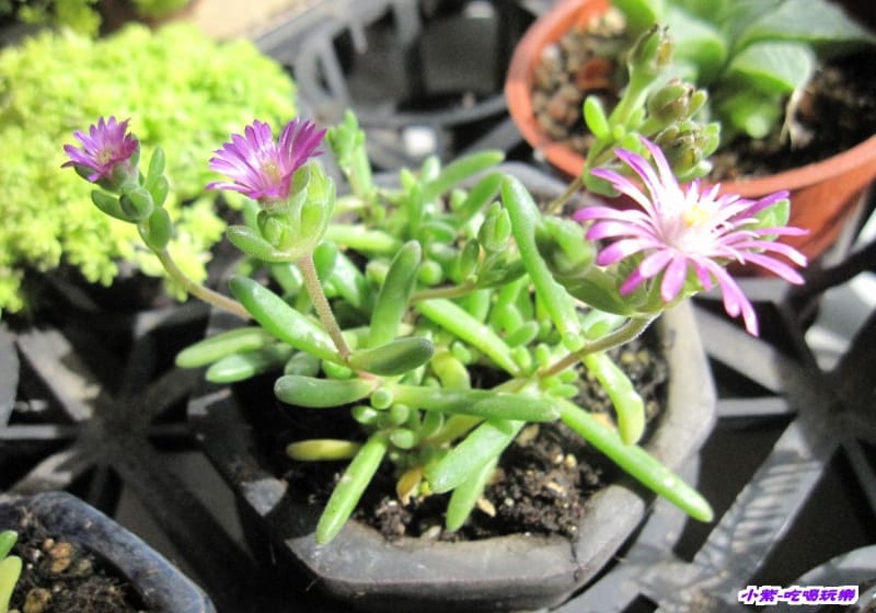多肉植物 (1).jpg 多肉植物 (1).jpg