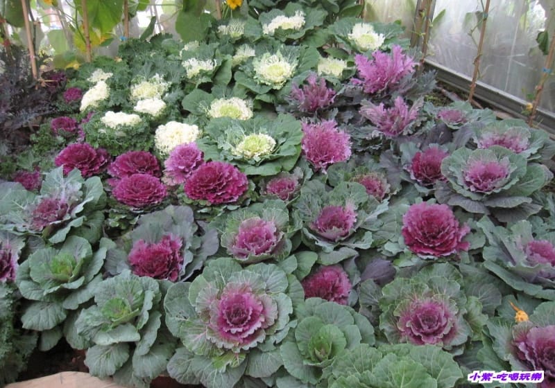 農情萬種-蔬果嘉年華館 (12).jpg 農情萬種-蔬果嘉年華館 (12).jpg