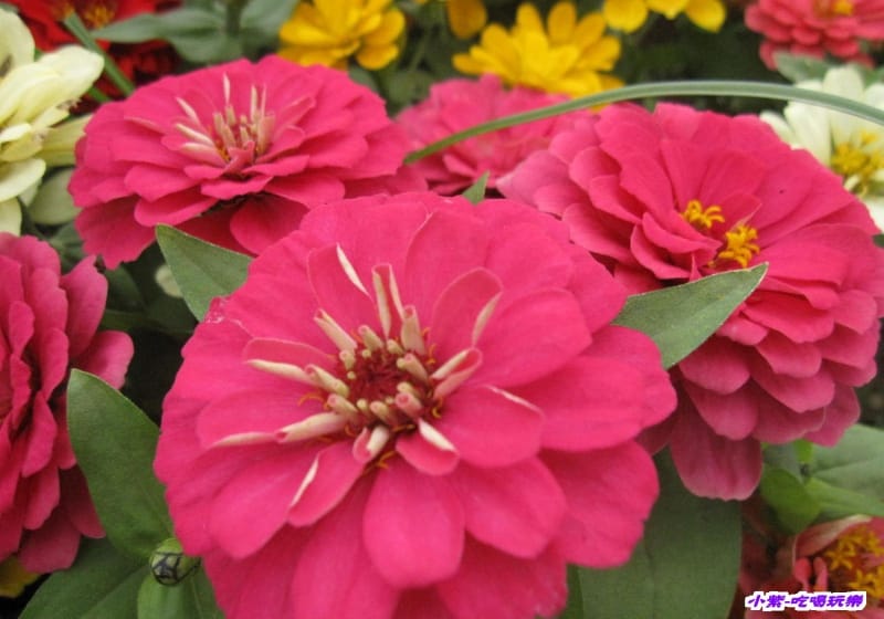 精緻草花區 (4).jpg 精緻草花區 (4).jpg