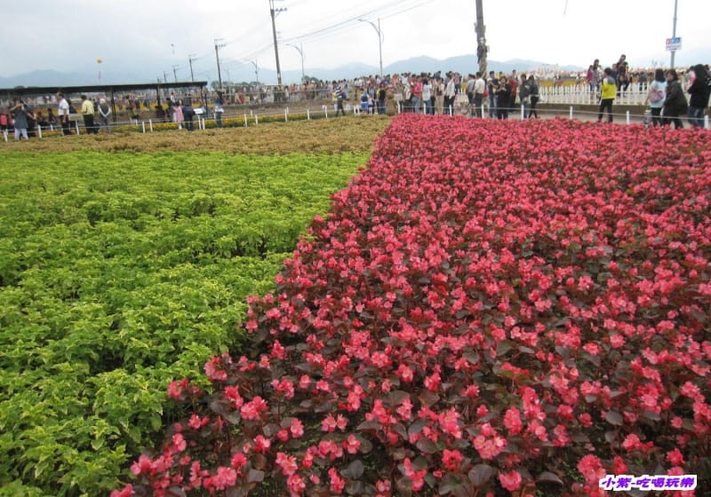 精緻草花區.jpg 精緻草花區.jpg
