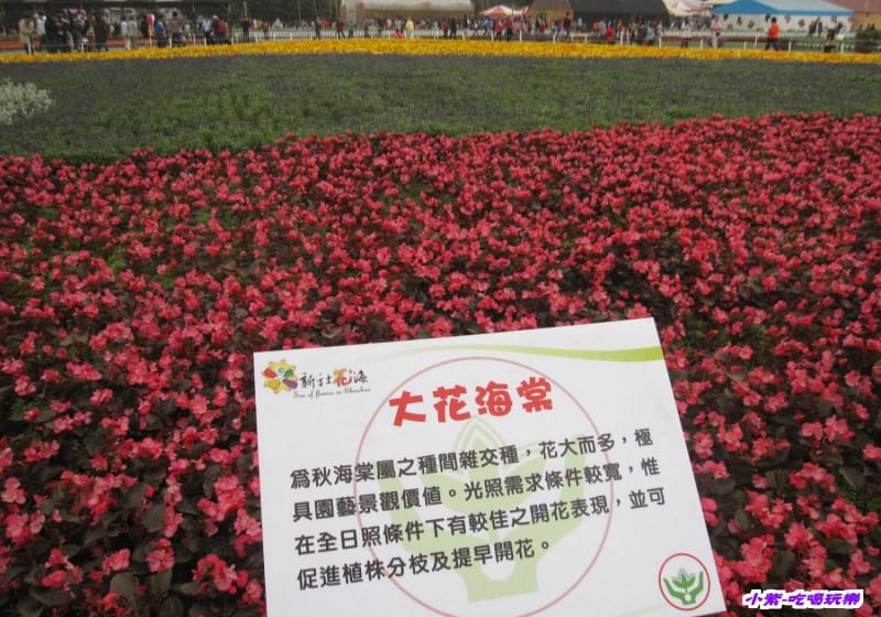 大花海棠.jpg 大花海棠.jpg