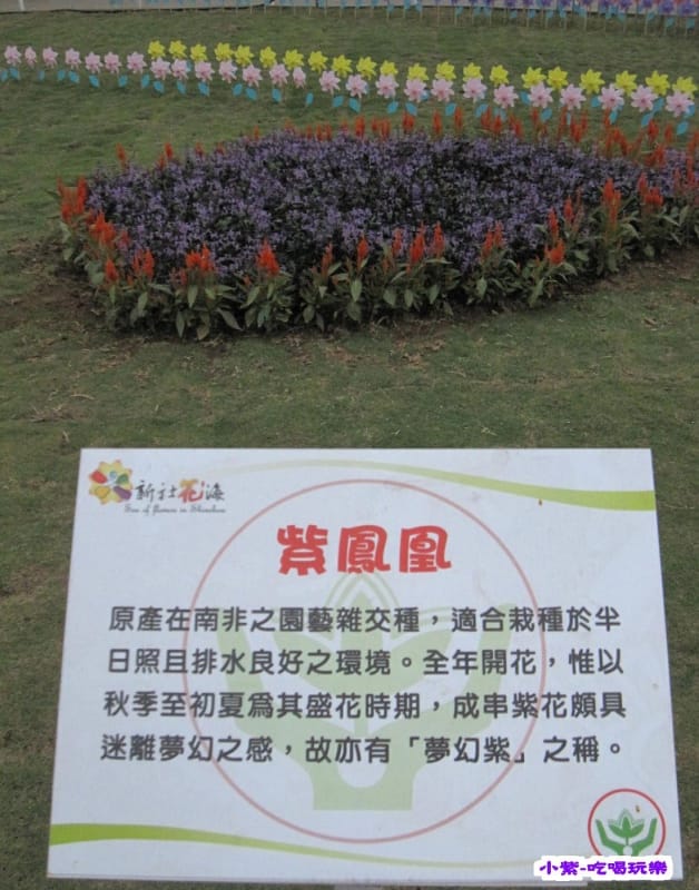 紫鳳凰 (3).jpg 紫鳳凰 (3).jpg
