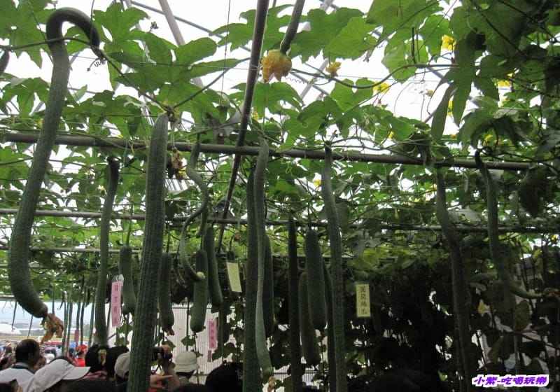 農情萬種-蔬果嘉年華館 (36).jpg 農情萬種-蔬果嘉年華館 (36).jpg