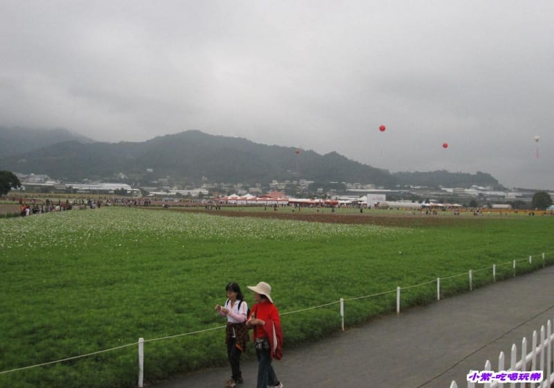 波斯菊區.jpg 波斯菊區.jpg