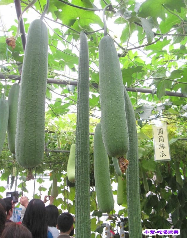 農情萬種-蔬果嘉年華館 (31).jpg 農情萬種-蔬果嘉年華館 (31).jpg
