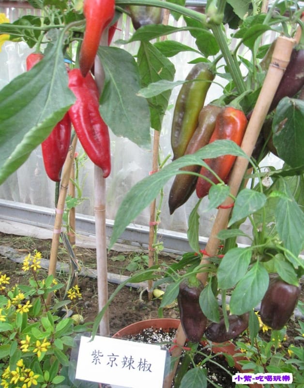 農情萬種-蔬果嘉年華館 (15).jpg 農情萬種-蔬果嘉年華館 (15).jpg