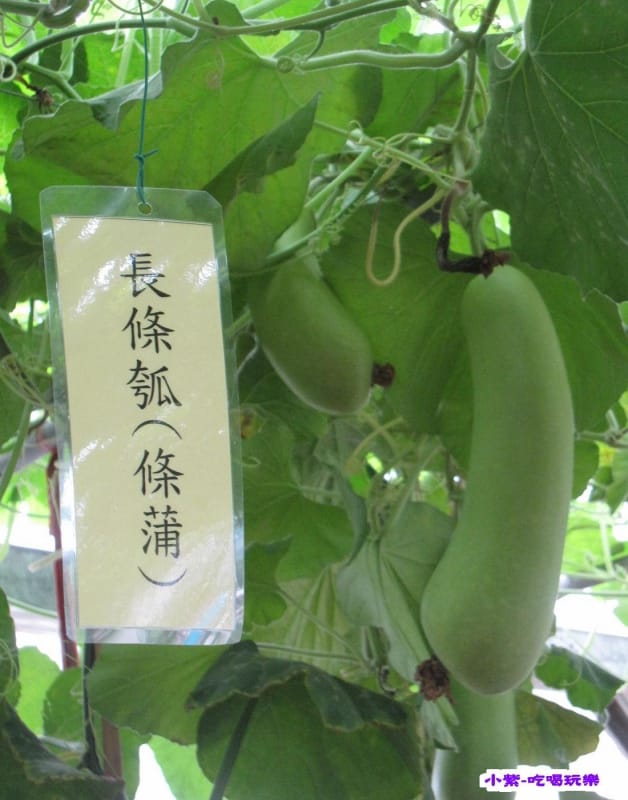 農情萬種-蔬果嘉年華館 (20).jpg 農情萬種-蔬果嘉年華館 (20).jpg