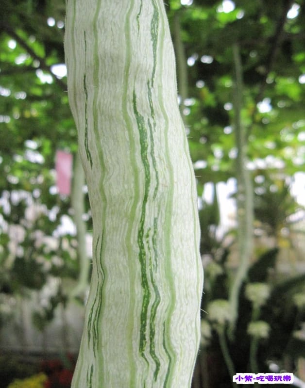 農情萬種-蔬果嘉年華館 (3).jpg 農情萬種-蔬果嘉年華館 (3).jpg