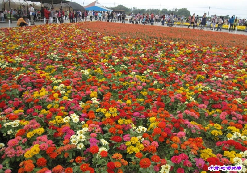 精緻草花區 (2).jpg 精緻草花區 (2).jpg