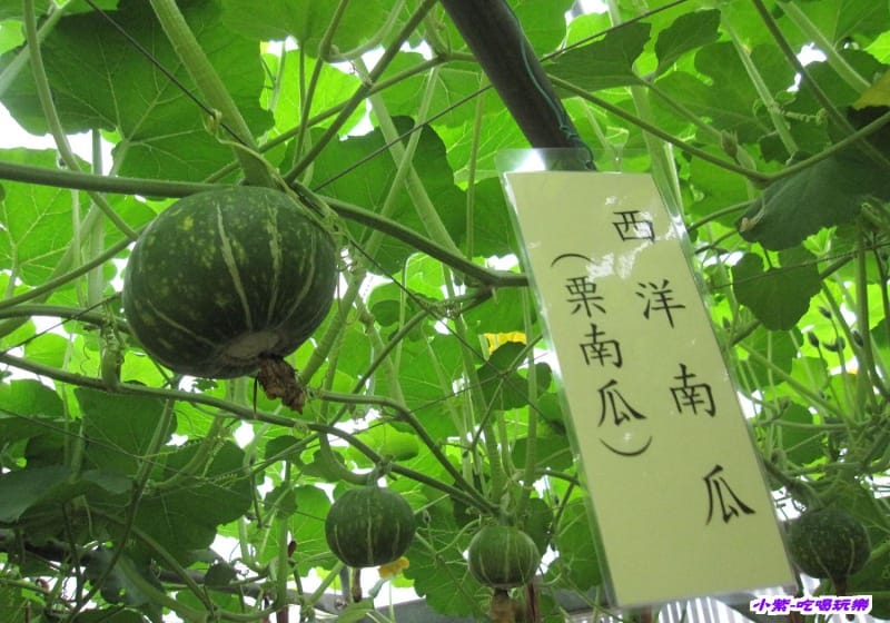農情萬種-蔬果嘉年華館 (8).jpg 農情萬種-蔬果嘉年華館 (8).jpg