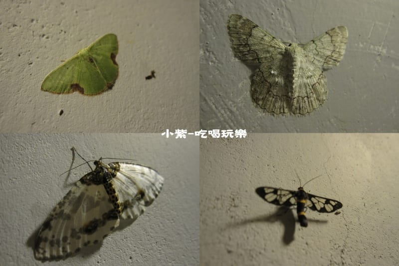 昆蟲.jpg