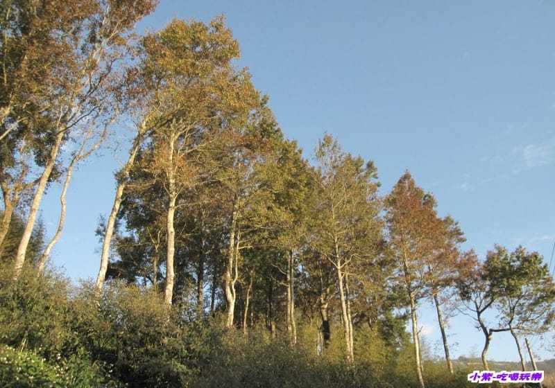 泰安大興村.jpg 泰安大興村.jpg