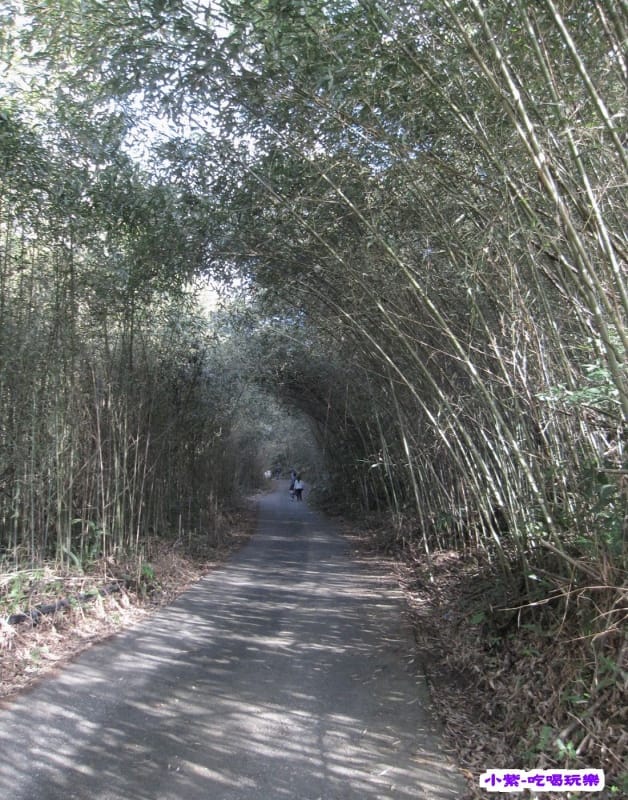 竹林隧道_3.jpg 竹林隧道_3.jpg