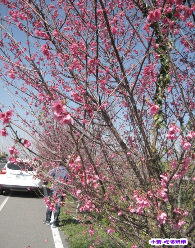 山櫻花 (2).jpg