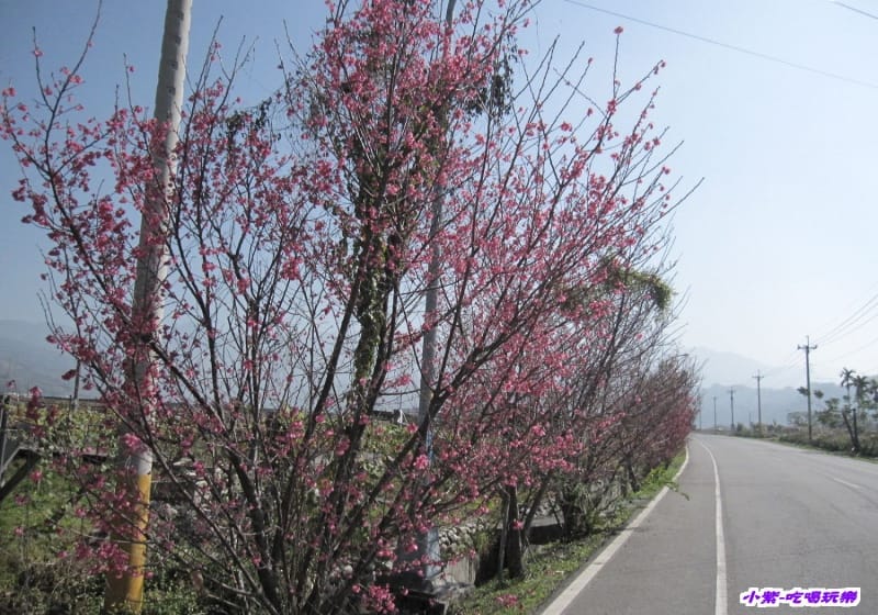 山櫻花 (1).jpg