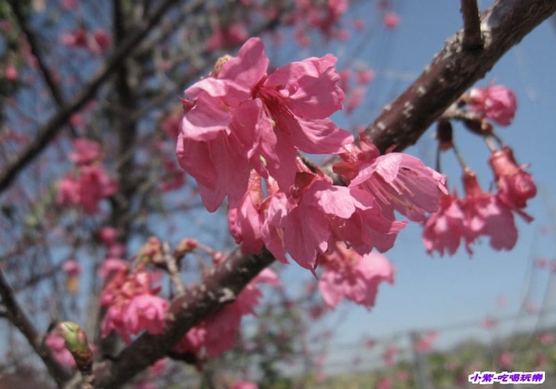 山櫻花.jpg